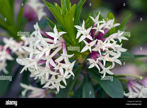 Balkan Daphne Fotos Und Bildmaterial In Hoher Auflösung Alamy