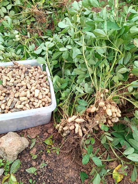Kemudian untuk pengaplikasiannya dengan menabur secara merata pada bagian atas lahan secara merata. Pulihkan Tanah Laman Yang Keras Dengan Tanam Kacang Tanah ...
