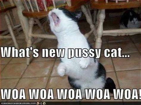 Whats New Pussycat Funny Animals Funny Animal Memes Funny Cat