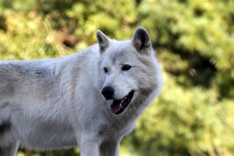 Arctic Wolf Canis Lupus Arctos Zoochat