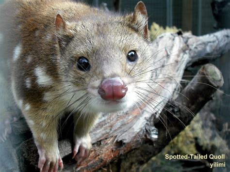 Yilimi Spotted Tailed Quoll