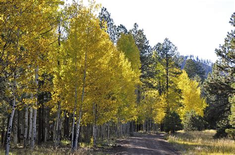 Trees For Montana Landscapes 8 Of Our Favorites For Around Your Home