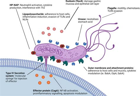 Frontiers Helicobacter Pylori And The Role Of Lipopolysaccharide Variation In Innate Immune