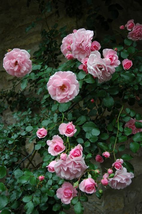 Ghim của Syeda Nayab Zahra trên Gorgeous Pink Roses Hoa hồng Hoa