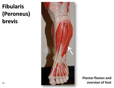 Fibularis Brevis Muscles Of The Lower Extremity Anatomy Flickr