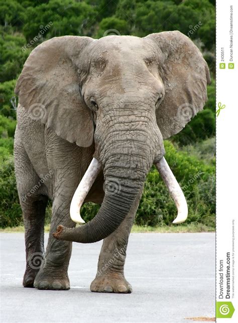 Elephant Bull Stock Image Image 2430511