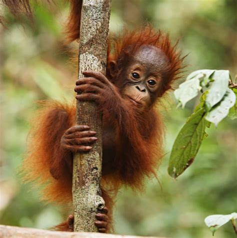 Lets Draw Endangered Species Sumatran Orangutan