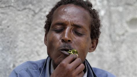 Khat The Controversial Stimulant Drug Popular In Somalia And Kenya Is