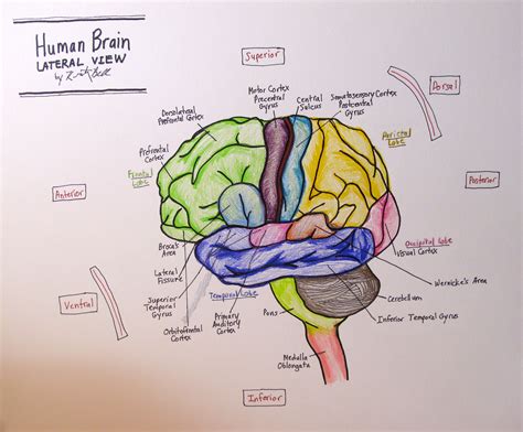 View Drawing A Brain Pictures Shiyuyem