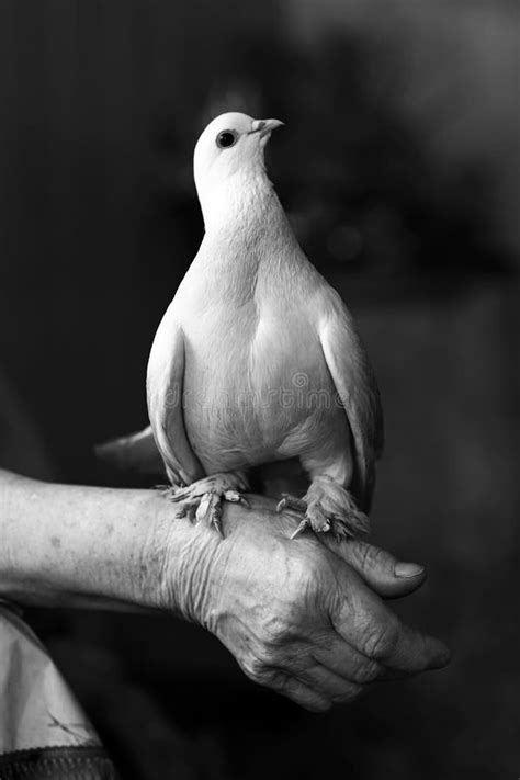 Portrait Of White Dove Stock Image Image Of Background 42753463