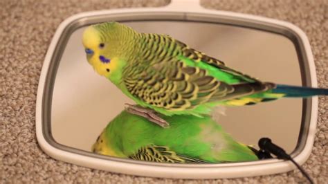 Two Talking Parakeets Speak To A Mirror Multi Cam Youtube