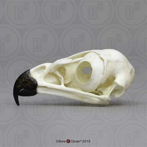 Red Tailed Hawk Skull Bone Clones Inc Osteological Reproductions