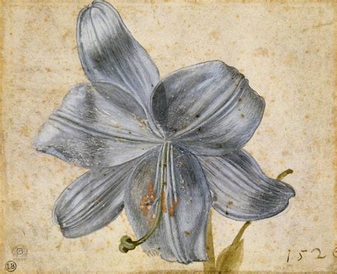 Albrecht Dürer Watercolor Master