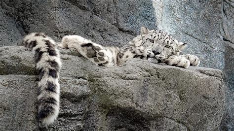 Why Do Snow Leopards Bite Their Tails For Several Reasons