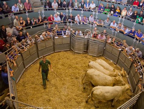 IMG 0792 Cattle Auction Michael McFall Flickr