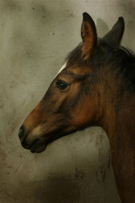 foal stock photo freeimagescom
