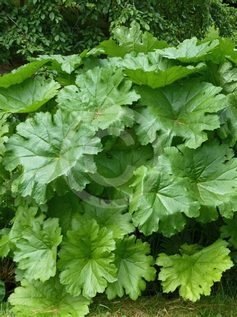 The image used above is for illustration purposes only. Darmera peltata | Umbrella Plant information & photos