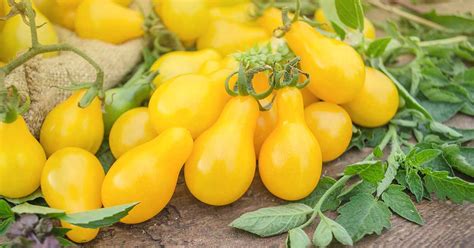 Tips For Growing Perfect Yellow Pear Tomatoes Gardeners Path