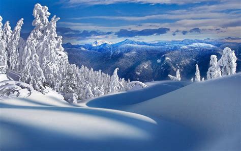 Trees With Snowy Mountains Wallpapers Top Free Trees With Snowy