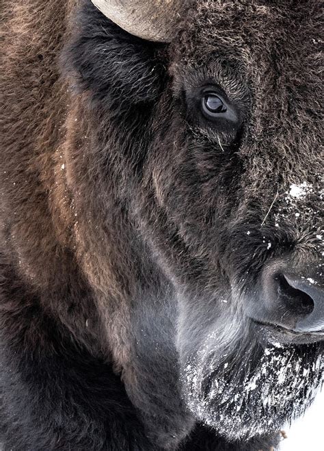 Bison Buffalo In The Snow Photograph By Jami Bollschweiler Fine Art