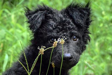 See more ideas about croatian sheepdog, sheepdog, croatian. Croatian Sheepdog Dog Breed Information - American Kennel Club