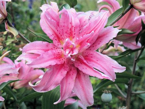 Double Oriental Lilies Do You Love Them Or Hate Them