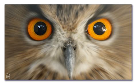 Wallpaper Uk Orange Bird Nature Eyes Wildlife Owl Birdofprey
