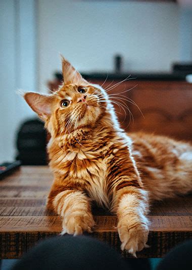 Facts About Maine Coon Kittens