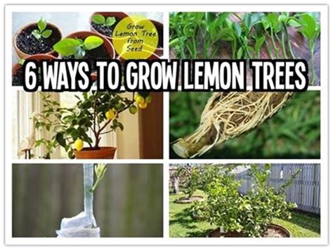 How To Grow Indoor Lemon Seeds In A Pot