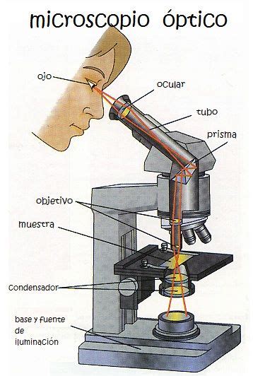 Las partes de un microscopio tradicional pueden dividirse en doce partes (ver gráfico superior): Pin en Ciencias Naturales para Niños