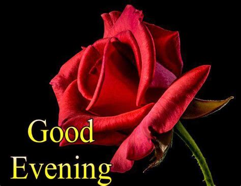 Good Evening Images Flowers Good Evening Quotes With Flowers
