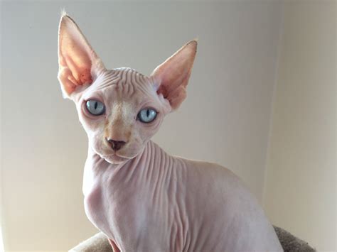 The Sphynx Cat A Unique Breed Of Cat Catsinfo