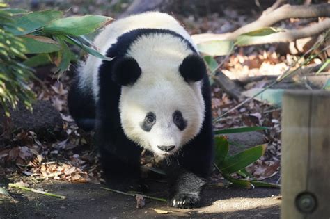 The site owner hides the web page description. 東京のシンボル、上野動物園の悲喜こもごも(tenki.jpサプリ 2019年 ...