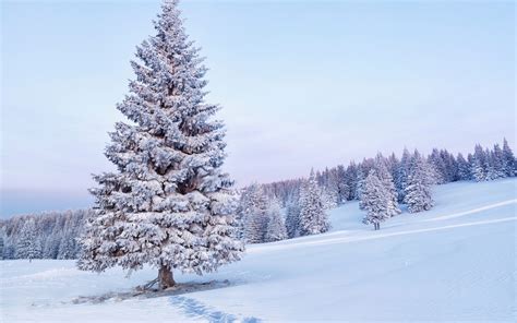 Trees In The Snow Wallpapers High Quality Download Free