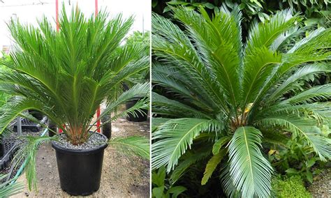 Cycas Revoluta Garden Plants Online