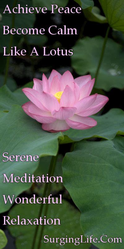 10 Minute Flower Meditation Video Serene Pink Lotus