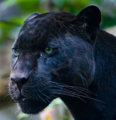 Čudesne Životinje Wonderful Animals Crna Pantera Black Panther