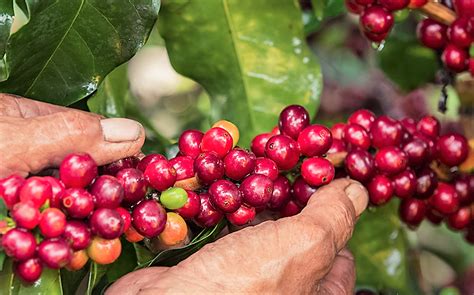 El Cambio Climático Reducirá A La Mitad Los Cultivos De Café En El Mundo Diario La Capital De