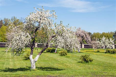 Blossoming Apple Orchard In Spring Stock Photo Image Of Fruit Nature