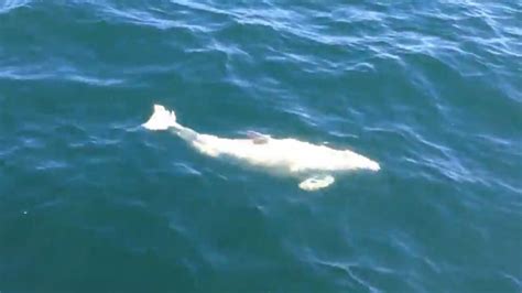 Rare White Porpoise Caught On Camera Fox News
