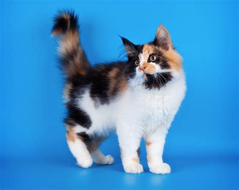 Curly tailed cats were known in china in the 12th century (probably bobtails) and since there was no other cat known in siam, common or otherwise that had ever possessed an original kink, making it a folly its contortion is due to deformity of the bones of the tail. 5 Cool Cat Tail Facts - Catster