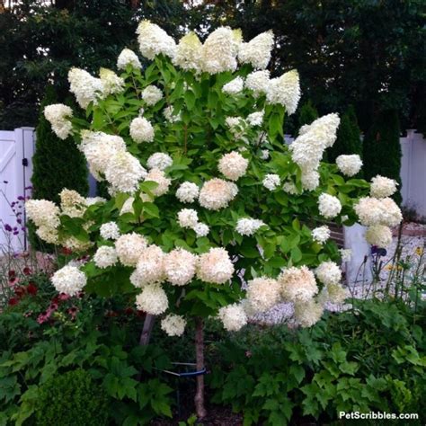 Limelight Hydrangea Tree Care And Pruning Garden Sanity By Pet Scribbles