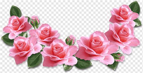 Jangan Lewatkan Gambar Bunga Mawar Pink Terbaik Informasi Seputar