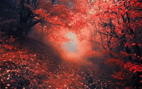 Nature Roads Landscapes Trees Forest Path Trail Leaves Red Autumn Fall