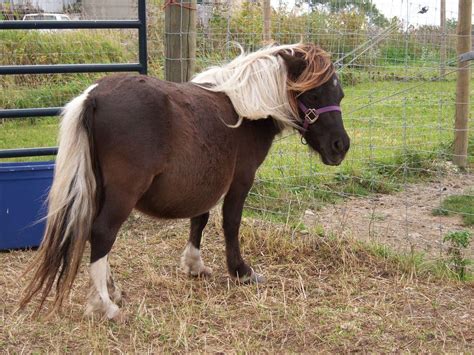 Falabella Horse Facts Lifespan Behavior And Care Guide With Pictures