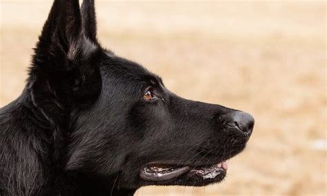 How To Breed German Shepherds Everything You Have To Know Anything