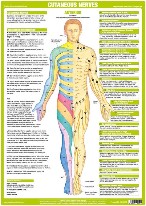 Origin Of Cutaneous Nerve Chart Shows Dermatome Distribution And Explains How Skin Is Supplied By