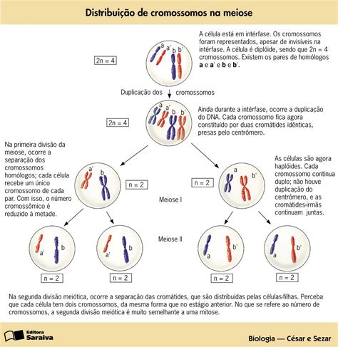 Prof Altamir Souza Distribuição dos cromossomos na meiose