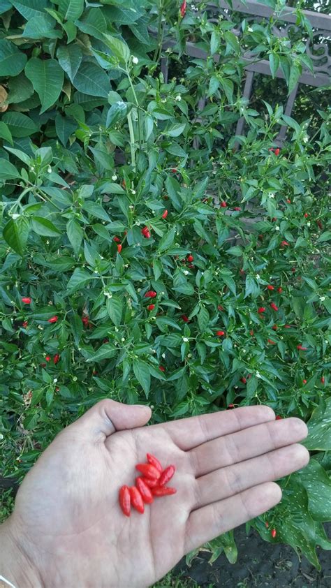 Identify This Pepper Plant Gardening