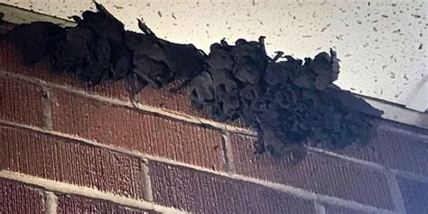 Infestation Of 600 Bats At Louisiana High School Causes Temporary